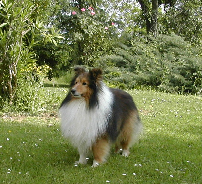 Arthur blond du Grand Pre D'Ortignac