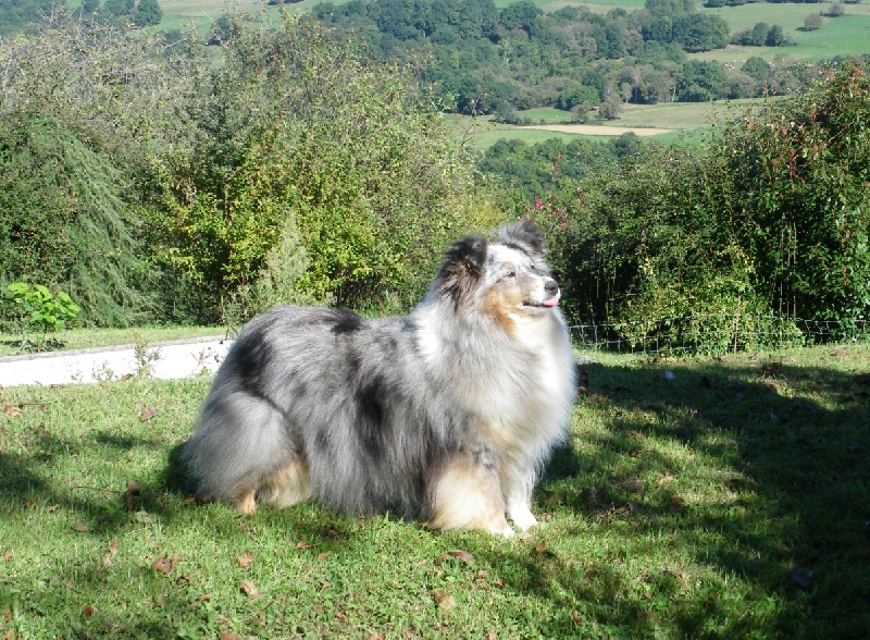 Amélie bleue du Grand Pre D'Ortignac