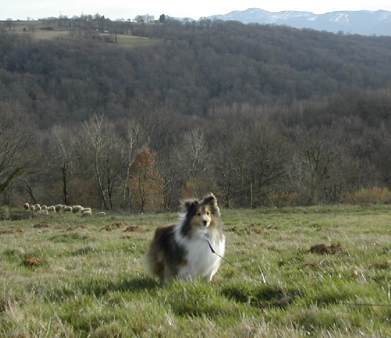 Valenta blonde du Grand Pre D'Ortignac