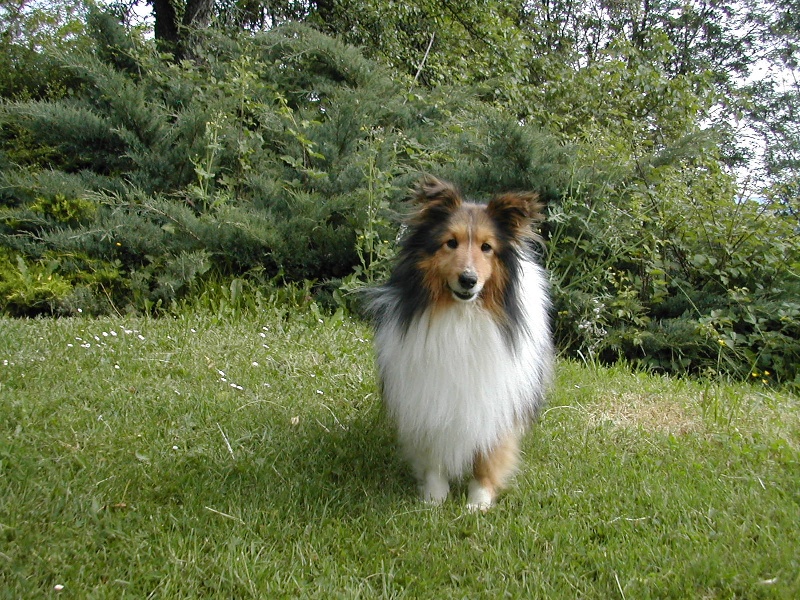 Arthur blond du Grand Pre D'Ortignac