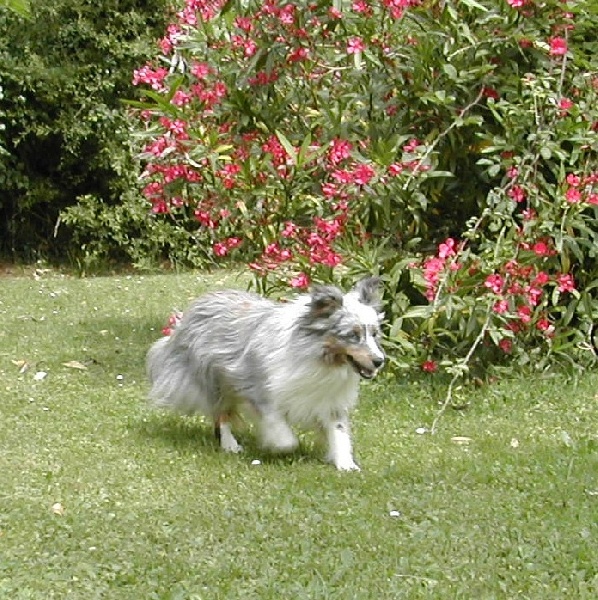 Ushka bleue du Grand Pre D'Ortignac