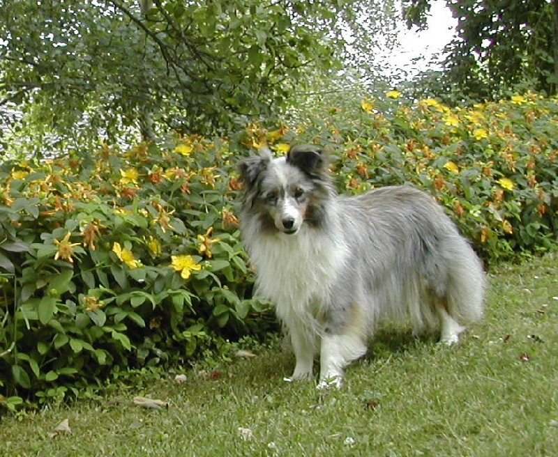 Ushka bleue du Grand Pre D'Ortignac