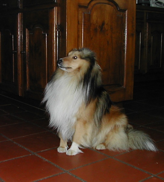 Victor blond du Grand Pre D'Ortignac