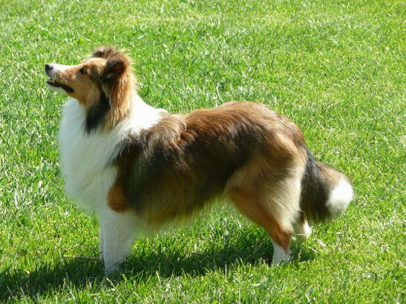 Chaplin blond du Grand Pre D'Ortignac