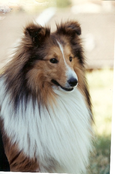 Logan blond du Grand Pre D'Ortignac