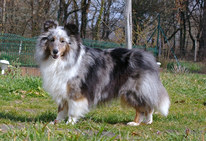 Carole bleue du Grand Pre D'Ortignac