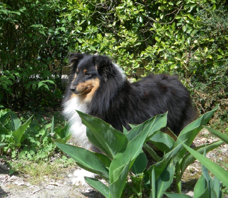 Djina brune du Grand Pre D'Ortignac