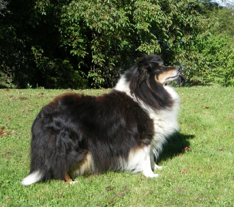 Agathe brune du Grand Pre D'Ortignac