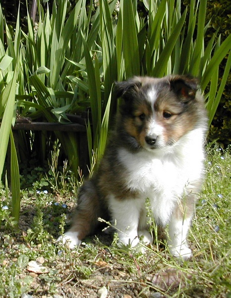 Quelques chiots nés à l'élevage