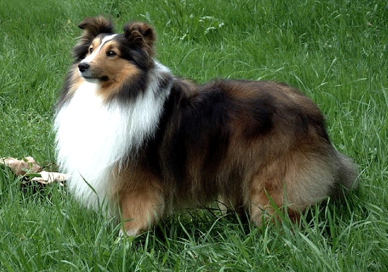 Les champions d'Agility